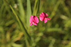 Lathyrus nissolia