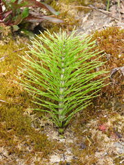 Equisetum telmateia telmateia
