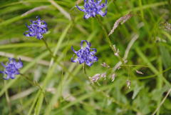 Phyteuma hemisphaericum