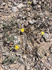 Malacothrix fendleri