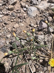 Malacothrix fendleri