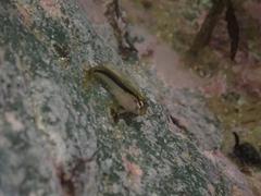 Parablennius laticlavius