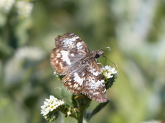 Chiomara asychis autander