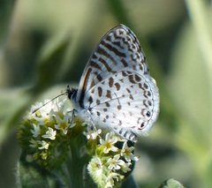 Leptotes cassius cassius