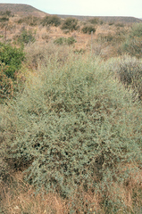Psoralea flexuosa