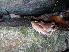 Craugastor aurilegulus