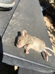 Mus musculus
