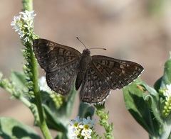 Exoplisia myrtis