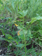 Vicia grandiflora