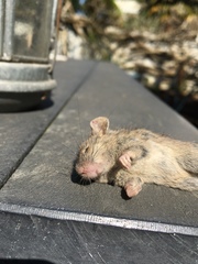 Mus musculus