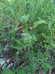 Vicia grandiflora