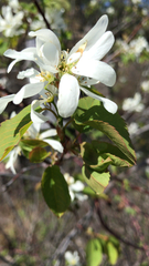 Amelanchier alnifolia