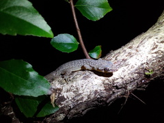 Phyllodactylus palmeus