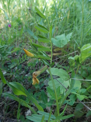 Vicia grandiflora