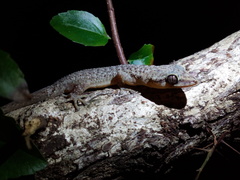 Phyllodactylus palmeus