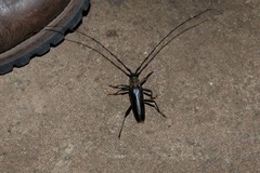 Juiaparus batus lacordairei