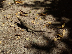 Ctenosaura melanosterna