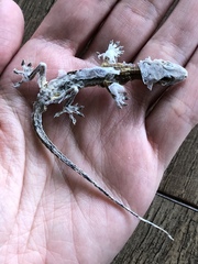 Hemidactylus mabouia