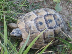 Testudo graeca