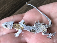 Hemidactylus mabouia