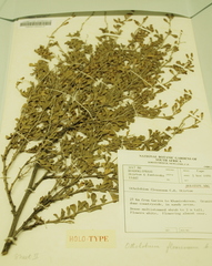 Psoralea flexuosa