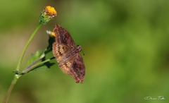 Theagenes dichrous