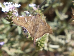 Ectomis octomaculata