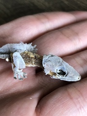Hemidactylus mabouia