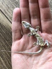 Hemidactylus mabouia