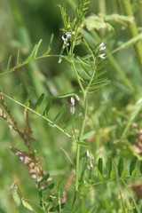 Vicia hirsuta