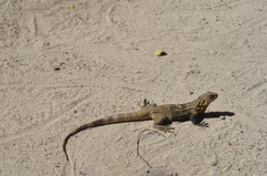 Ctenosaura melanosterna