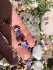 Phacelia bombycina
