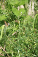 Vicia hirsuta