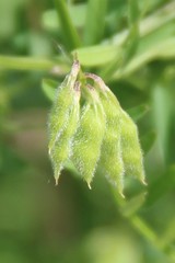 Vicia hirsuta