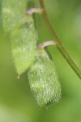 Vicia hirsuta
