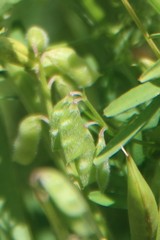 Vicia hirsuta