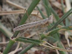 Rivetinini