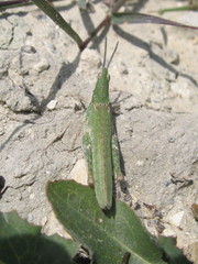 Pyrgomorphini