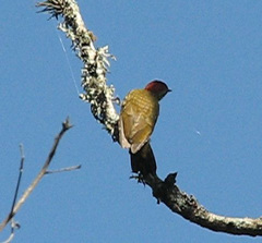 Colaptes rubiginosus
