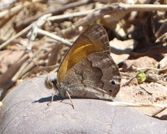 Pharneuptychia phares