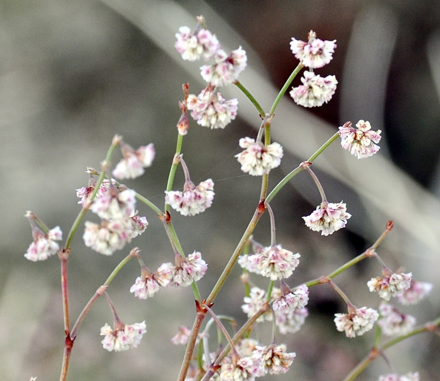 Eriogonum cernuum