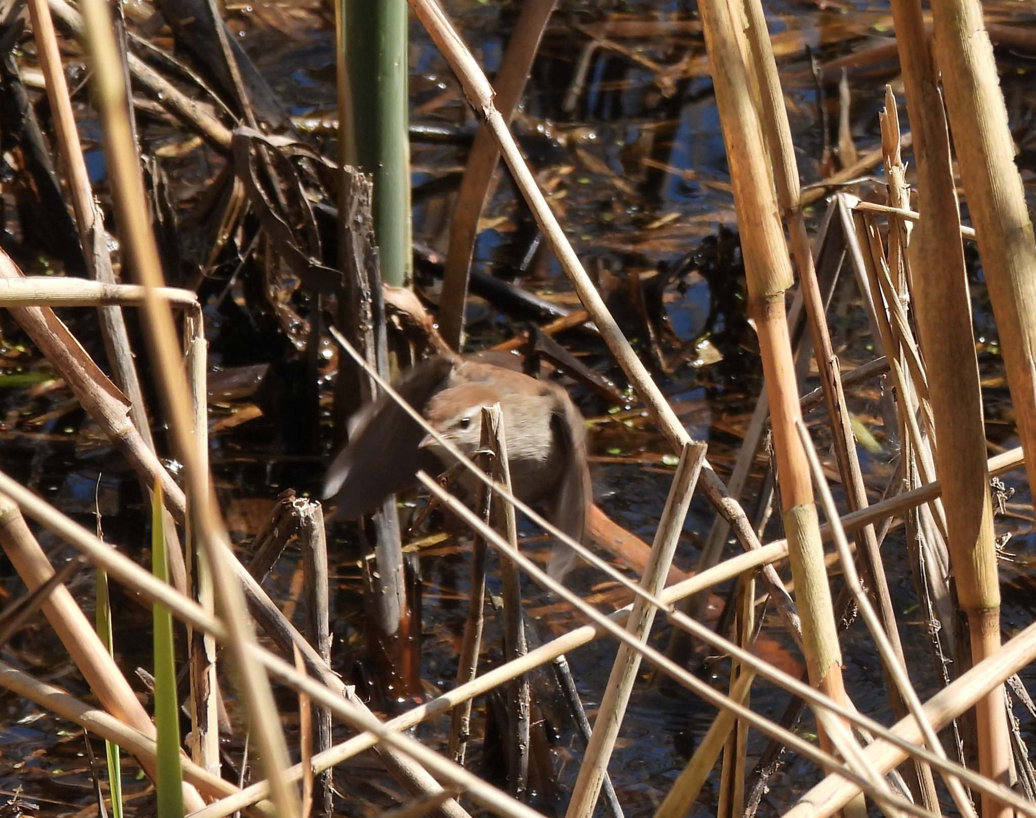 Cetti's Warbler