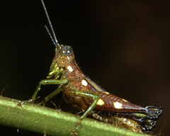 Syntomacris guttulosa