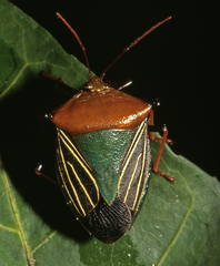 Peromatus