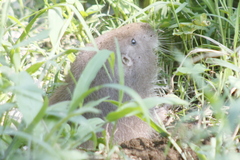 Heterogeomys hispidus