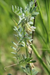 Vicia pannonica