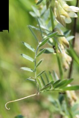 Vicia pannonica