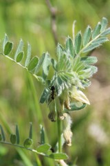 Vicia pannonica