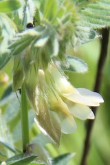 Vicia pannonica
