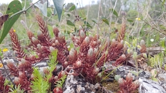Petrosedum ochroleucum